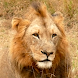 South Africa Safari Tour Guide - Androidアプリ