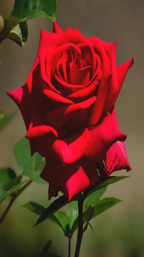 Rose Wallpaper HD Screen 3
