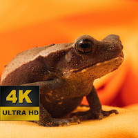 Download Frog Wallpapers - 4K and UHD Free for Android - Frog Wallpapers -  4K and UHD APK Download 
