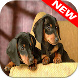 Dachshund Wallpapers icon