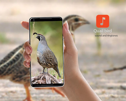 Android application Quail bird calls screenshort