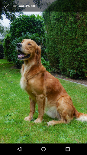 Golden Retriever Wallpapers Screen 3