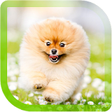 Pomeranian Dog Shpitz LWP icon