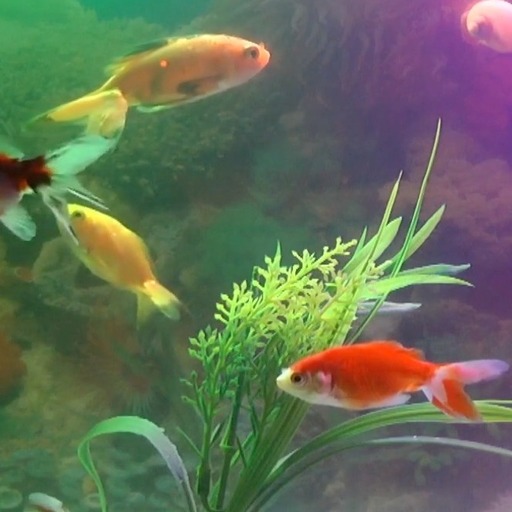 Aquarium Fish Live Wallpaper 1.3 Icon