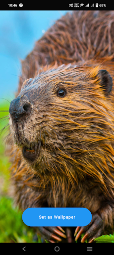 Android application Beaver Wallpaper screenshort
