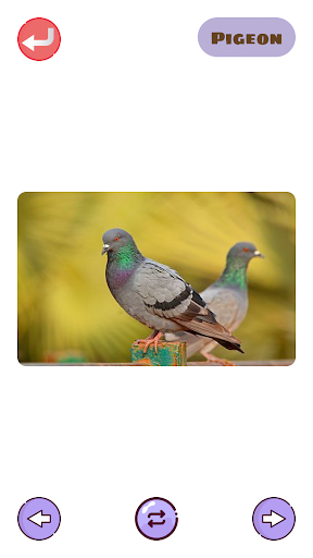 Animals and Birds Sounds for K