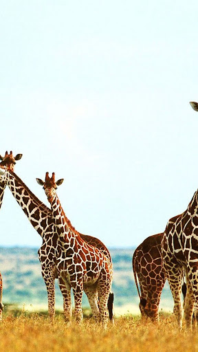 Giraffe Wallpaper Screen 2