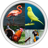 صور و اصوات الطيور-العاب اطفال icon