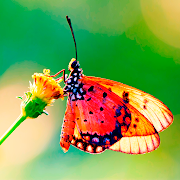Natural Butterfly Wallpaper HD