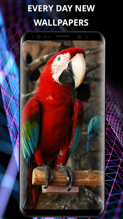 Birds wallpapers for phone - 5.2.0 - (Android)