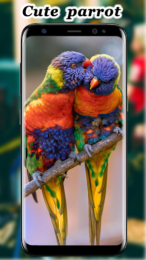 Cute Parrot Wallpaper Screenshot 3 - AppWisp.com