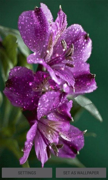 Dewy Purple Flower LWP - 3 - (Android)