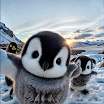 Pinguins Wallpapers Universal