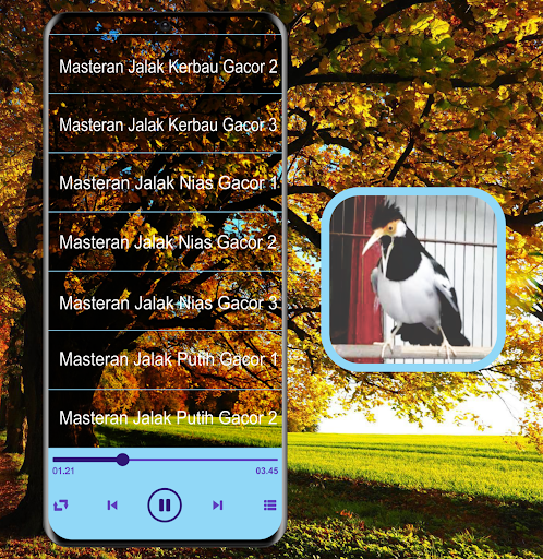 Masteran Kicau Jalak Suren Mp3