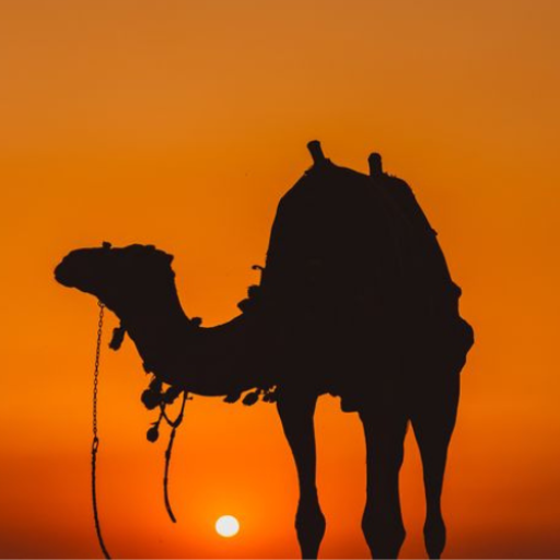 معلومات عن الإبل logo