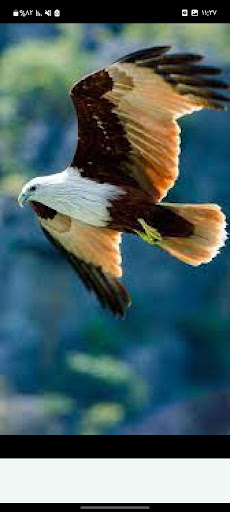 birds wallpapers Screen 3