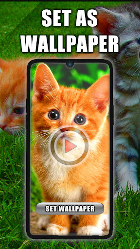 Android application Kitty Live Wallpaper screenshort