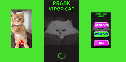 prank cat video call