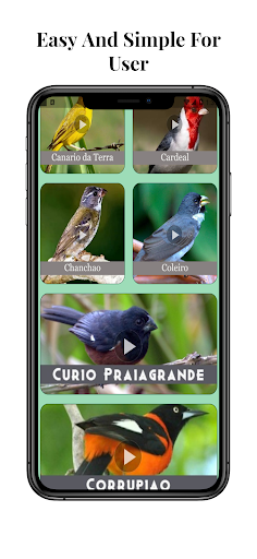 Canto Do Chanchao Completo Screen 2
