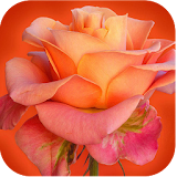 994 Flowers Live Wallpapers icon