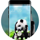 Cute panda Theme giant panda bear Wallpaper icon
