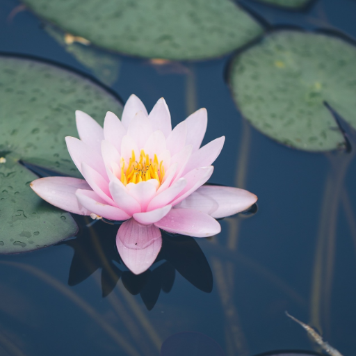 Pond Wallpaper logo