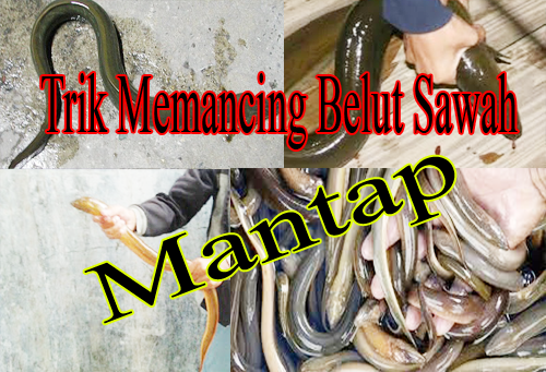 Trik Memancing Belut di sawah
