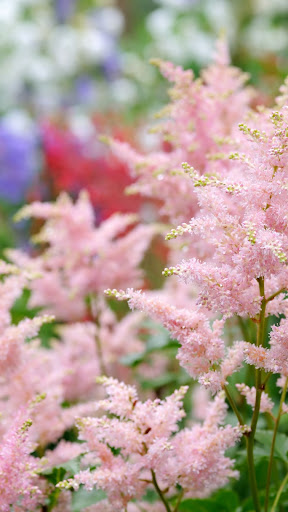 Astilbe Wallpaper