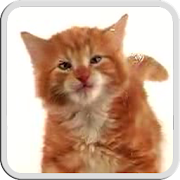 CAT LICKS LIVE WALLPAPER PRO 1.1 Icon