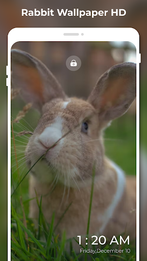 Rabbit Wallpapers HD 4K FHD