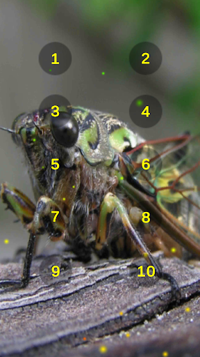 Cicada Bug Insect Sounds Screen 3