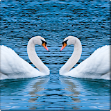 Swan Wallpapers-Beautiful Free icon