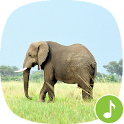 Appp.io - Elephant Sounds