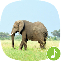 Appp.io - Elephant Sounds