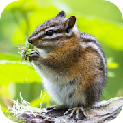 Chipmunk Wallpaper