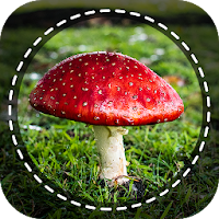 Mushroom identifier App by Photo, Camera 2020