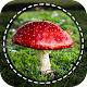 Mushroom identifier App by Photo, Camera 2020 Download on Windows