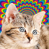 Cat Hypnotizer icon