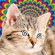 Cat Hypnotizer Laai af op Windows