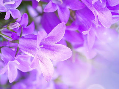 √画像をダウンロード おしゃれ 花 壁紙 スマホ 105452-スマホ 壁紙 おしゃれ 花