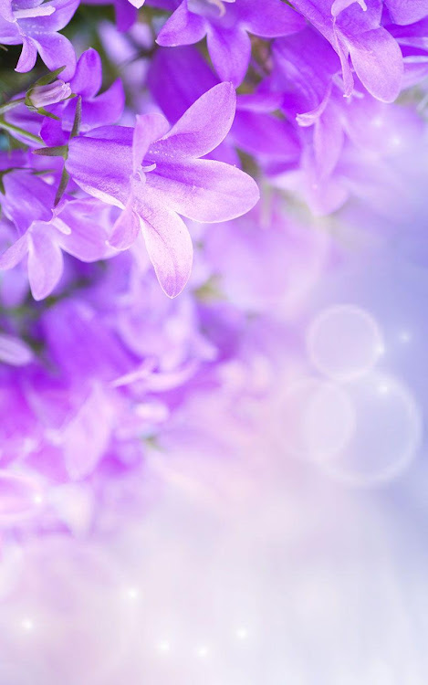 Lilac Flowers Live Wallpaper - 8.0 - (Android)
