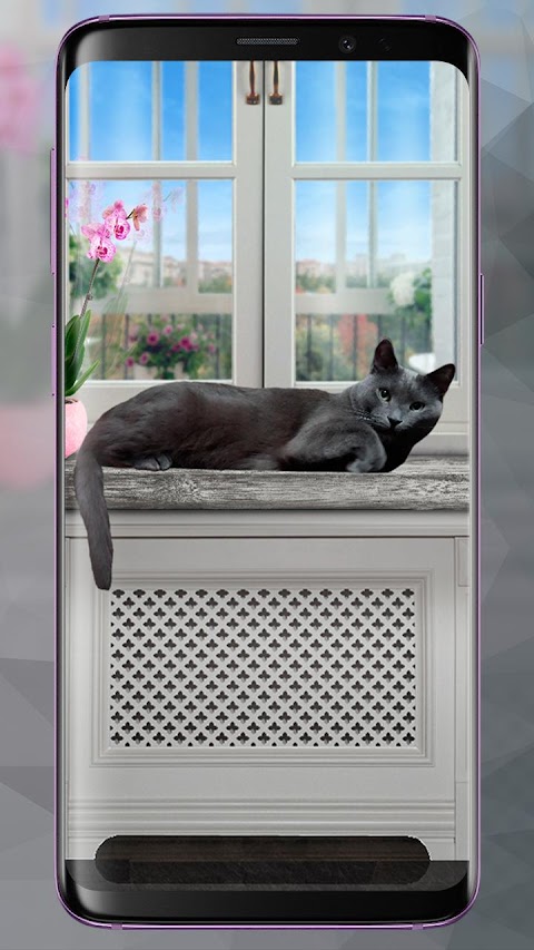 レイジーグレイキャットライブ壁紙 Cute Lazy Catのおすすめ画像2