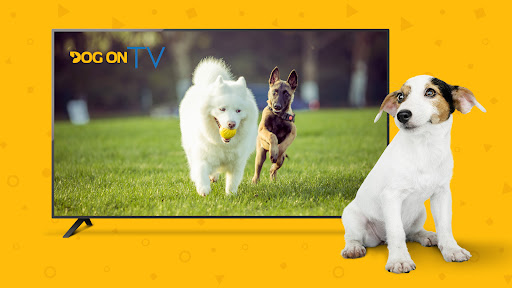 Screenshot of Dog TV