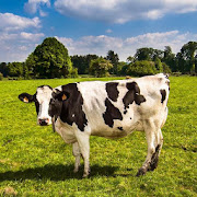 Top 20 Music & Audio Apps Like Cow Sounds - Best Alternatives