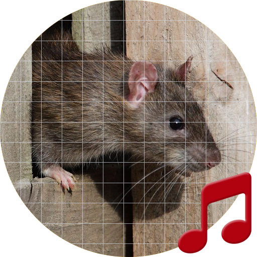 Звук мышей в доме. Крысиные звуки. Звуковая для крыс. Звук крысы. Звук мышки.