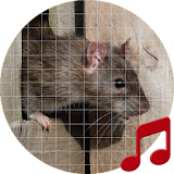 Mouse and Rat Sounds ~ Sboard.pro icon