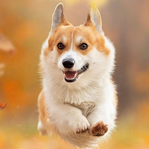 Corgi Wallpaper logo