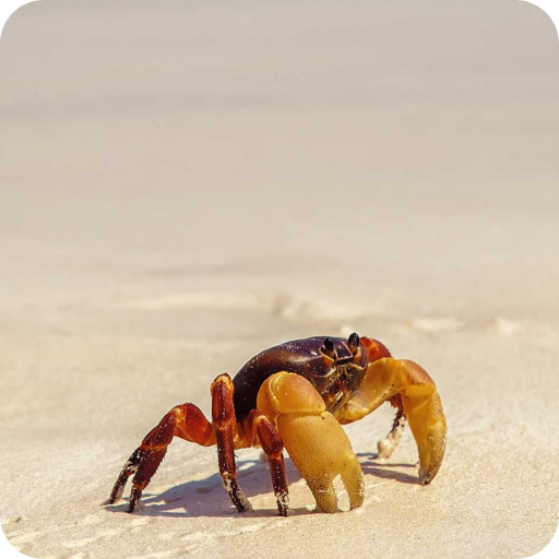 Crab Wallpaper logo