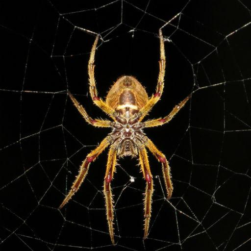 Spider Wallpapers logo