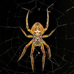 图标图片“Spider Wallpapers”